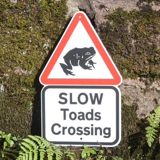 Picture of Slow Toads Crossing Sign