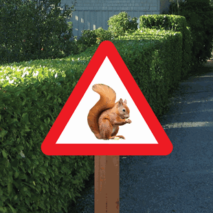 Picture of RED SQUIRREL SIGN