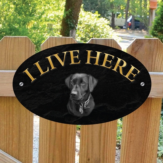 Picture of Black Lab I Live Here Sign