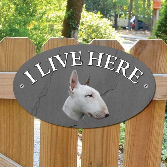 Picture of English Bull Terrier I Live Here Sign