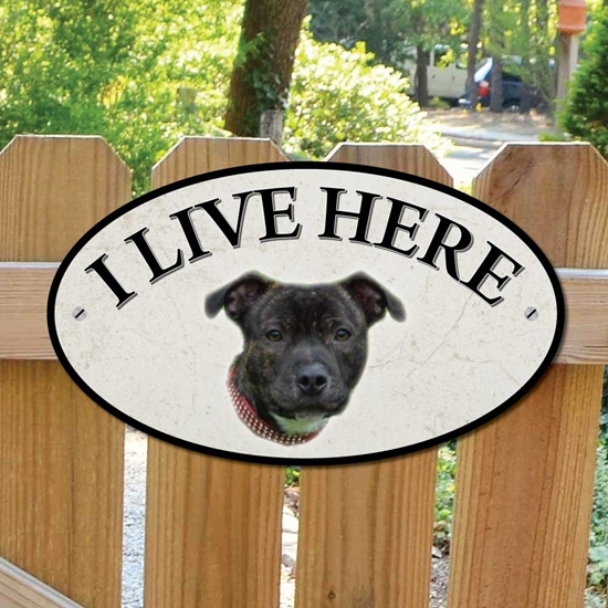 Picture of Staffordshire Bull Terrier I Live Here Sign