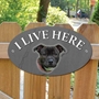 Picture of Staffordshire Bull Terrier I Live Here Sign