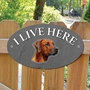Picture of Rhodesian Ridgeback Dog I Live Here Sign