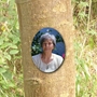 Picture of Outdoor Photo Tree Marker Plaque