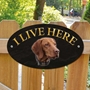 Picture of Hungarian Vizsla Dog I Live Here Sign