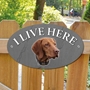 Picture of Hungarian Vizsla Dog I Live Here Sign