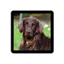 Picture of Outdoor Photo Grave Marker Plaque with border - Square