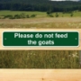 Picture of Please do not feed the goats sign