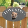 Picture of Border Terrier Dog I Live Here Gate Sign