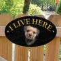 Picture of Border Terrier Dog I Live Here Gate Sign