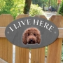Picture of Red Cockapoo Dog I Live Here Gate Sign 