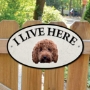 Picture of Red Cockapoo Dog I Live Here Gate Sign 