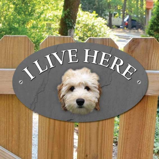 Picture of White Cockapoo Dog I Live Here Gate Sign