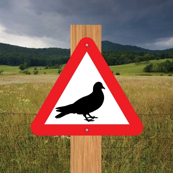 Picture of Pigeon Triangle Warning Sign