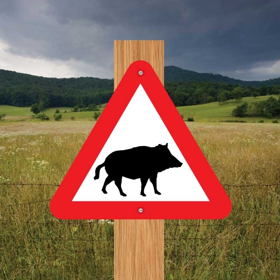 Picture of Wild Boar Triangle Warning Sign