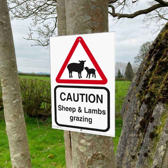 Picture of Eco Lamb and Sheep Road Safety Sign