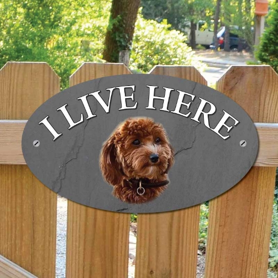 Picture of Red Cavapoo Dog I Live Here Gate Sign