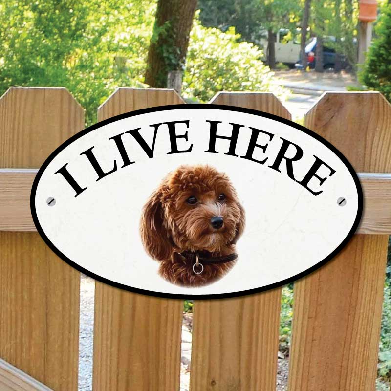 JAF Graphics. Red Cavapoo Dog I Live Here Gate Sign
