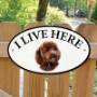 Picture of Red Cavapoo Dog I Live Here Gate Sign