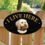 Picture of Cream Cavapoo Dog I Live Here Gate Sign 
