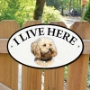 Picture of Cream Cavapoo Dog I Live Here Gate Sign 