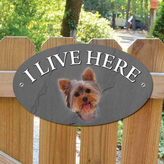 Picture of Yorkshire Terrier Dog I Live Here Sign