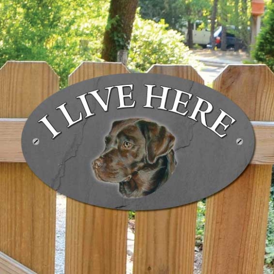 Picture of Chocolate Brown Labrador Dog I Live Here Sign