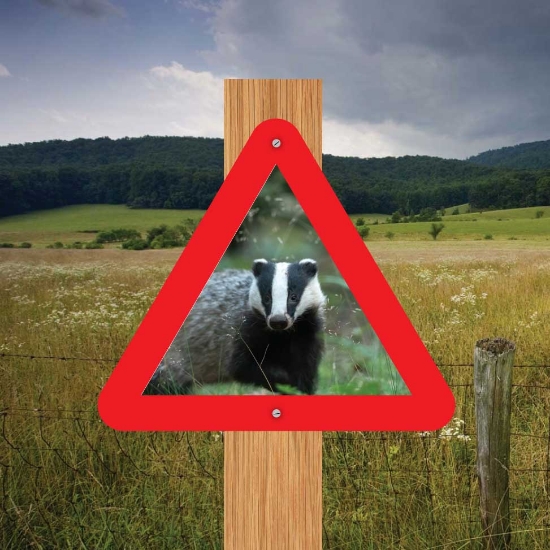 Picture of Badger in road Triangle Warning Sign