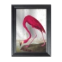 Picture of Vintage flamingo mirror picture in black frame John James Audubon
